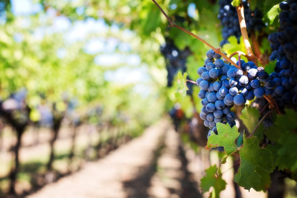 5 giorni/4 notti “Wine Experience” in Emilia Romagna
