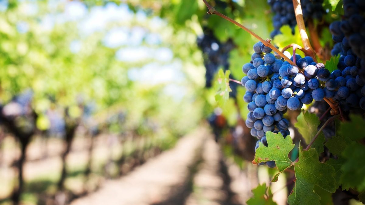 5 giorni/4 notti “Wine Experience” in Emilia Romagna