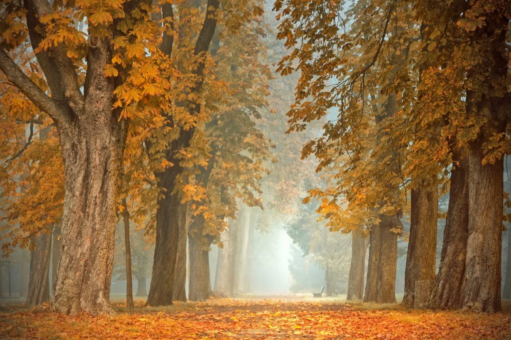 4 giorni/3 notti Autunno tra sapori e cultura della Romagna