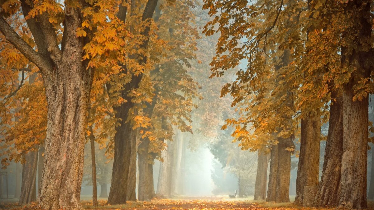 4 giorni/3 notti Autunno tra sapori e cultura della Romagna