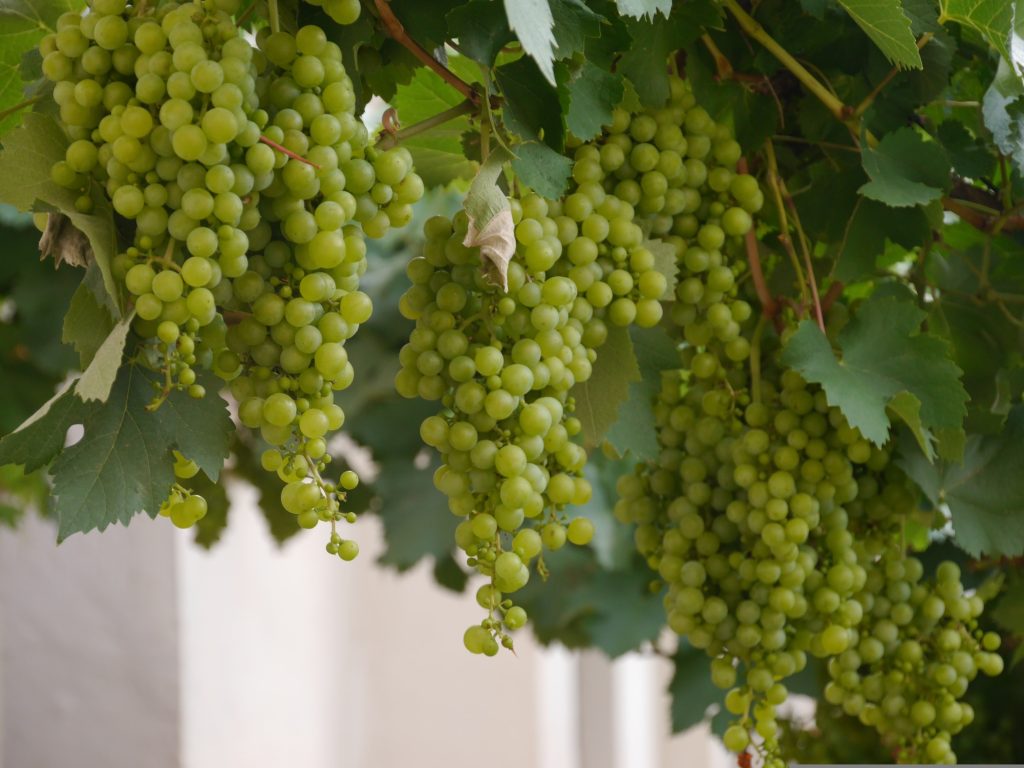 4 giorni/3 notti i luoghi del Verdicchio