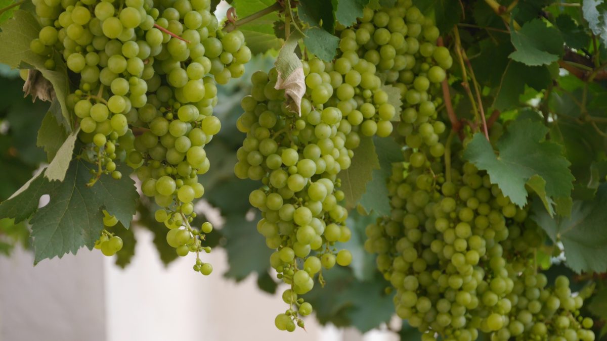 4 giorni/3 notti i luoghi del Verdicchio