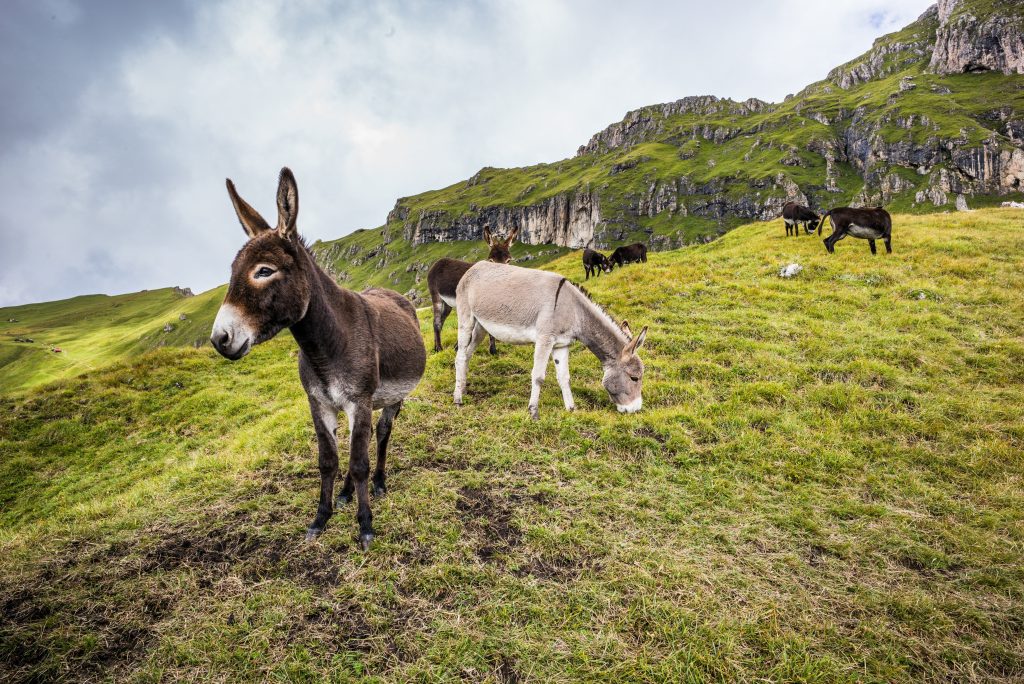 Wanderreise Dolomiten