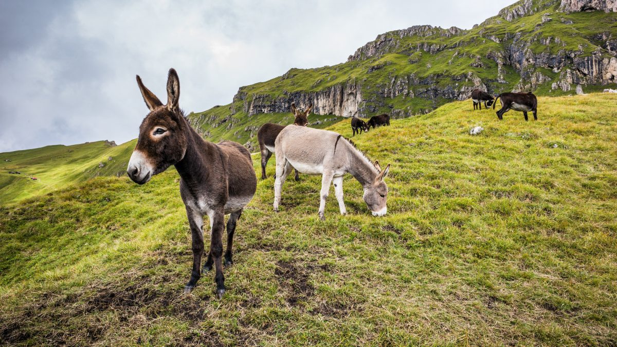Wanderreise Dolomiten