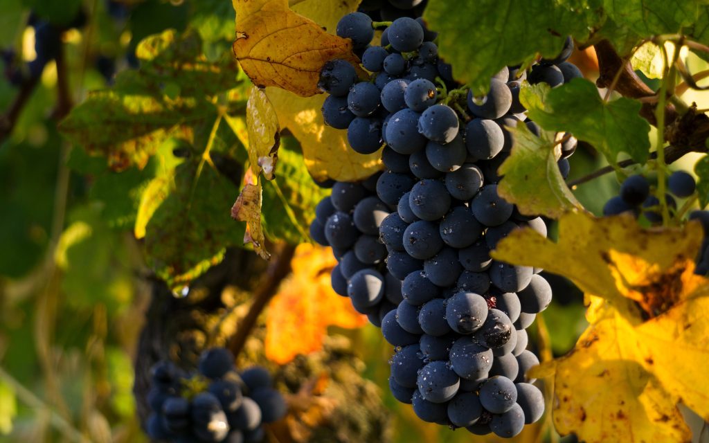 Culture, arômes et saveurs de vignobles Toscans