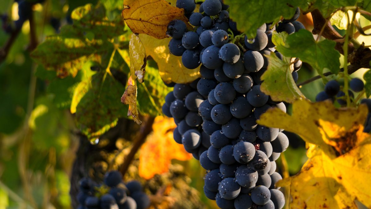 Culture, arômes et saveurs de vignobles Toscans