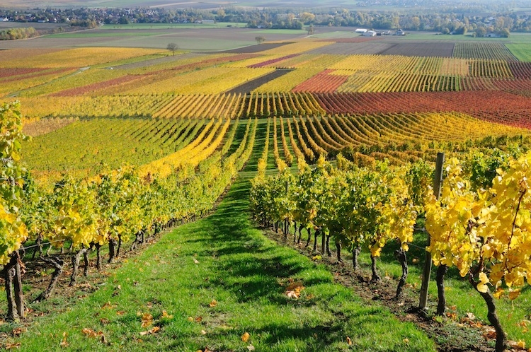 “Wine Experience” en Emilie Romagne